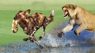 Mother Lion As A Hero Rescue Baby From Wild Dog | Wildlife Real Fight Wild Dog Hunting Failed