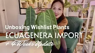 💚 Ecuagenera Winter Import + 4 Weeks UPDATE! + BONUS Content 💚