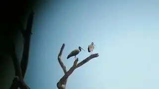 Giant Ibis and White-shouldered Ibis | Critically Endangered Species | Threaten birds in the world |
