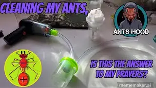 Cleaning my ants, is this the answer to my ￼prayers? Honest product review