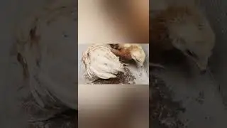Feeding My Chicks a Protein Boost | Murghialogy #viral #murgi #farming #feed#birds #pets #animals