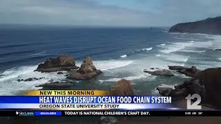 Heat waves disrupt ocean food chain system, UO study says