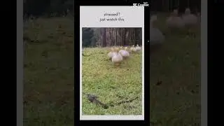 Watch this if ur stressed!! #duck #cuteduck #funny #cute #memes #torelax #fyp #fypシ゚viral