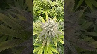 Gelato 41 BX / Purple showing / day 55