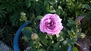 Lavender Ice Rose review, Second Year Growing in Container.