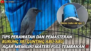 TIPS PERAWATAN DAN PEMASTERAN BURUNG SRI GUNTING ABU-ABU || AGAR MEMILIKI MATERI FULL TEMBAKAN !!
