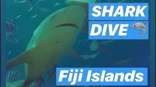 EH Wanders: the Underwater of Fijian Sea. Filled with SHARKS!