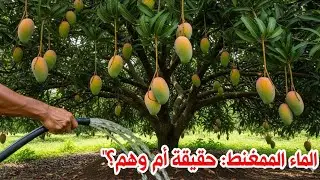 الماء الممغنط: الخرافة أم الحقيقة؟ كل ما تريد معرفته في فيديو واحد.