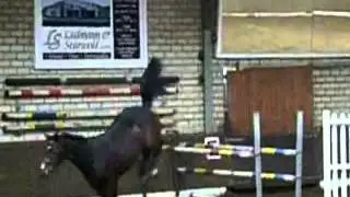 Landgr&auml;fin I - &eacute;lite-mare born 2005 -Video v. 2007- sire ..Levisto Z .. 2 x Landgraf I ..Kolibri