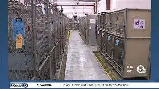 Help is needed at the Lorain County Dog Kennel