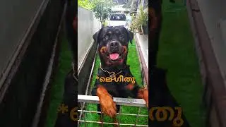 ഗേറ്റ് തുറന്നിട്ട് വേണം ഓടാന്&zwj; | Rottweiler | Dog Malayalam |Rottweiler Puppy Kerala |Petsncrafts |
