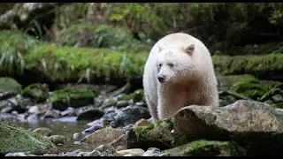 Searching for the Spirit Bear • Daily Dose of Nature