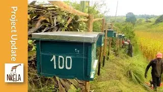 PROJECT UPDATE: Celebrating 100 Beehives now Protecting Crops and Saving Elephants, Arusha Tanzania