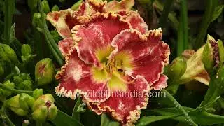Stunning Daylily collections in full bloom: These Hemerocallis flowers are a true spectacle