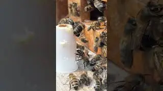 &Eacute;levage de reines - prot&egrave;ge cellule avec une cellule royale bien ouverte