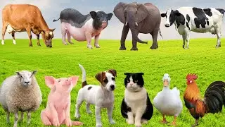 Animal Sounds from the Farm &ndash; Buffalo, Cow, Pig, Chicken, Sheep | Calm & Peaceful 🐄🐖🐔🐑