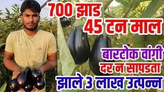700 झाड,45 टन माल,दर न सापडता 3 लाख उत्पन्न,वांगी शेती माहिती,Bartok_brinjal,vision varta