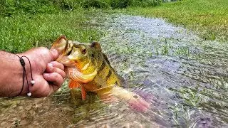 TINY Natural Stream Had Fish In It!! The Rain Storms Made This!