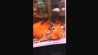 King Kong parrot laying eggs