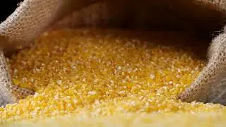 Corn grits from corn flour and grits milling line