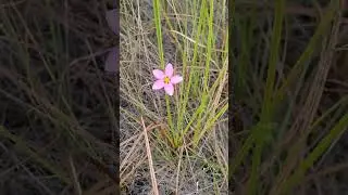 Florida Everglades Sabatia Stellaris