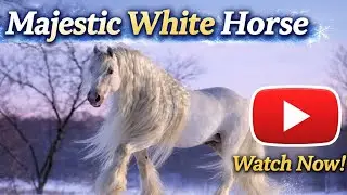 &ldquo;Frozen Freedom | White Stallion Running Across Ice in Slow Motion&rdquo;