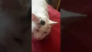 А вы как ласкаете свою кошку! #cat #выгодноехозяйство #кисуля #киска #январь