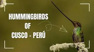 Hummingbirds of Cusco