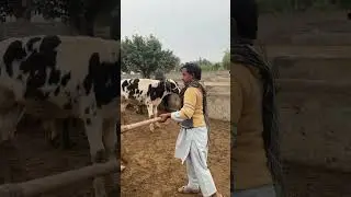 اج تو بہت ذلیل ہو گئے#tourtopia #vlog #gaonkilife #pakistanvlogs #villagelife #viralvideo #fyp 