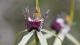 (#180) Spider Orchids of SW Australia & the Rotten Bastards That Love Them (CPBBD AUSTRALIA VOL. 3)