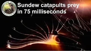 Catapult-flypaper trap: Carnivorous plant captures prey in milliseconds