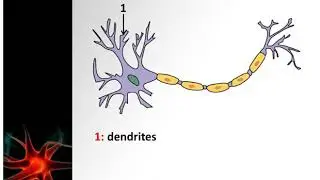 structure of the neuron