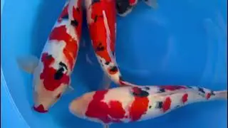 Unikoi - Japanse koi kopen - YAG-001/2024