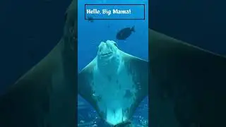 Giant Stingray's Hilarious Swimming #FunnyStingray #OceanCreatures #SeaWonder