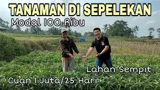 Pertanian Yang Mudah dan Menguntungkan
