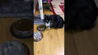 Ялинка впала🎄кицю злякала, верхушка криво потім стояла, а киця їсти поспішала🐈&zwj;⬛ #cat #christmastree