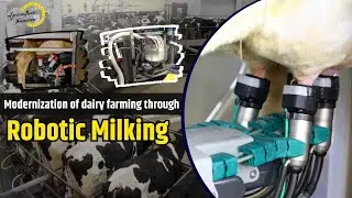 Modernization of dairy farming through robotic milking || Agriculture Tomorrow