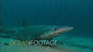 Soupfin Shark in Gill Net