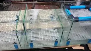 DIY overhead sump filter