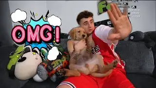 Lacy Was Enjoying His Time With Milo Then This Happened... (They're Both Fine)