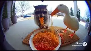 Predators react to SPICY noodles&hellip; caught on Ring camera: Funny CCTV compilation 