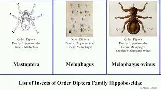 List of Insects of Order Diptera Family Hippoboscidae pallida equina chloropus Ornithomya Louse