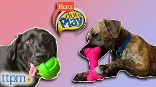 Puppies Review the Dura Play Scented Toys for Dogs from Hartz!