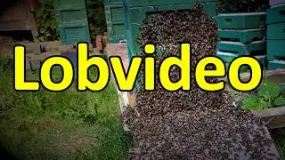 Biene und Beute Lobvideo zu Holger Bickel, Roland Sachs, Sigrun Mittl, Dr. Otto Boecking LAVES Celle