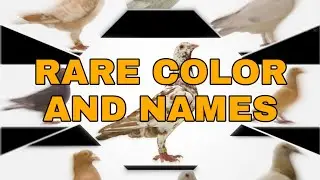 PART 1‼️ Rare color pigeon names🕊️