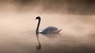 Saint-Sa&euml;ns - The Carnival of the Animals, R. 125: XIII. The Swan