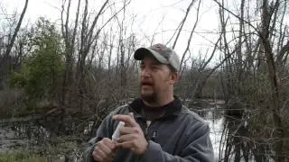 SN 04 Snow goose call for snow and blue geese