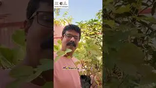 #plantation #mulberry #rooftop #garden #nature #happy #passion #lifestyle #vlog #bengali #viral #joy