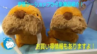 【伊勢シーショップ】恒例の新商品紹介！あのぬいぐるみがお年玉価格( ﾟДﾟ)（伊勢シーパラダイス／水族館）
