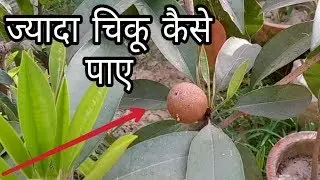 लदकर आएगे गमले में चिकू ये करने से ||How to grow chiku in pots || How to grow sapodilla in pots